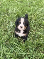 Bright blue collar boy , a male Bernese Mountain Dog for sale in Nashville, IL – 6 of 7