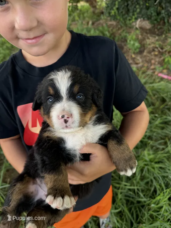 Dark Blue collar boy – Bernese Mountain Dog puppy for sale in Nashville, IL