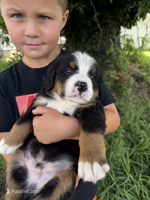 Bright blue collar boy  – Bernese Mountain Dog puppy for sale in Nashville, IL