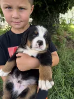 Bright blue collar boy , a male Bernese Mountain Dog for sale in Nashville, IL – 1 of 7