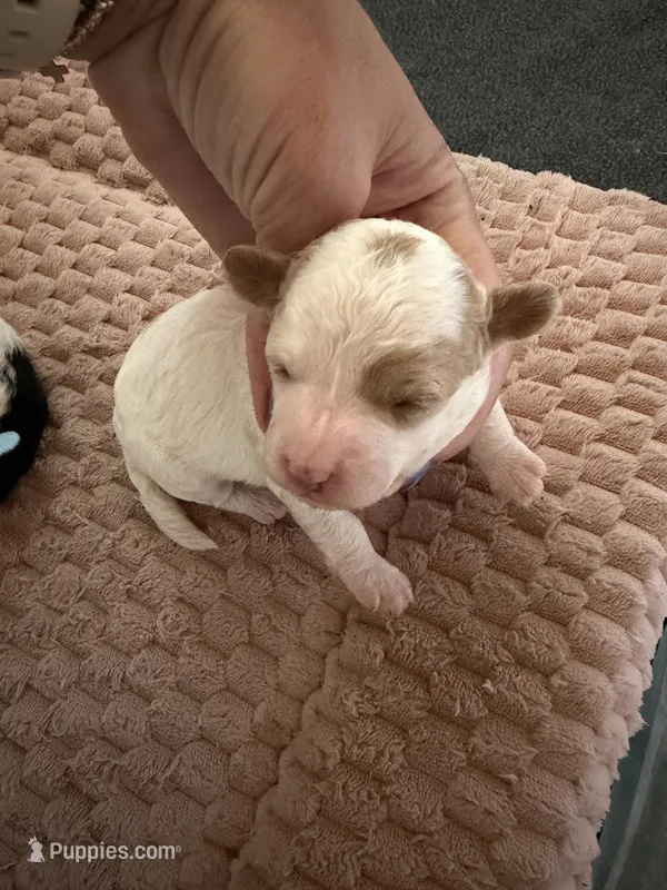 Cinch – Cavapoo puppy for sale in Adamsville, TN