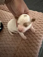 Cinch, a male Cavapoo for sale in Adamsville, TN – 1 of 4