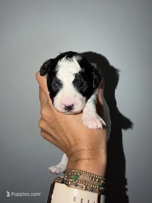 Ariat – Cavapoo puppy for sale in Adamsville, TN