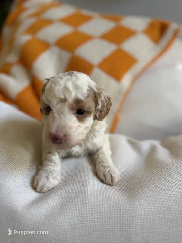 Alp – Cavapoo puppy for sale in Adamsville, TN