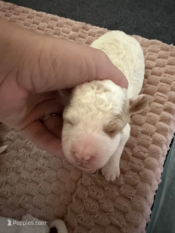 Alp – Cavapoo puppy for sale in Adamsville, TN