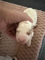 Alp, a male Cavapoo for sale in Adamsville, TN – 1 of 2