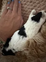 Annie, a female Cavapoo for sale in Adamsville, TN – 2 of 3