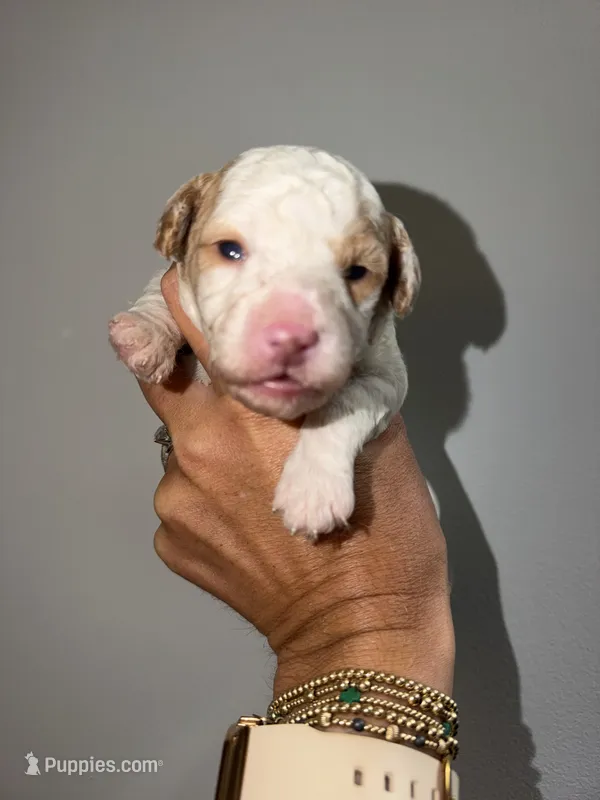 Alp – Cavapoo puppy for sale in Adamsville, TN