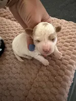 Cinch, a male Cavapoo for sale in Adamsville, TN – 3 of 4