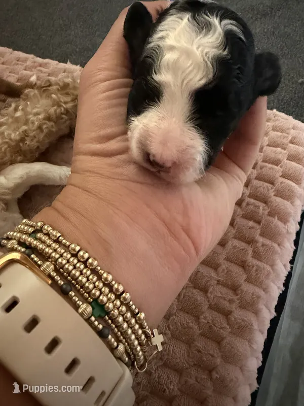 Annie – Cavapoo puppy for sale in Adamsville, TN