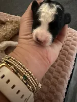 Annie, a female Cavapoo for sale in Adamsville, TN – 1 of 3