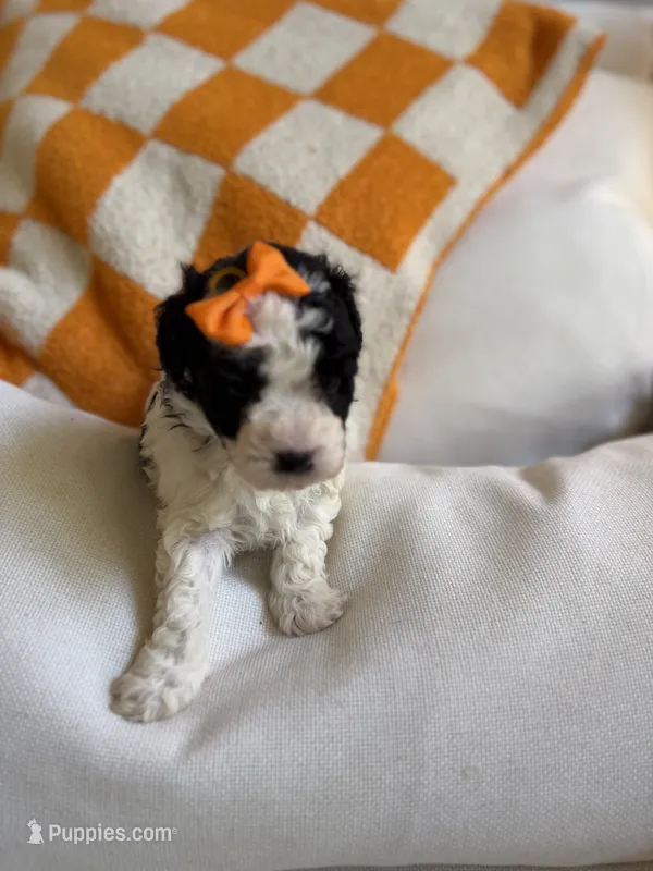 Annie – Cavapoo puppy for sale in Adamsville, TN