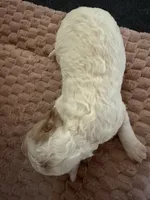 Alp, a male Cavapoo for sale in Adamsville, TN – 2 of 2