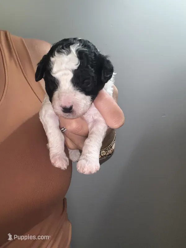 Annie – Cavapoo puppy for sale in Adamsville, TN
