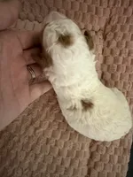 Levi Garrett, a male Cavapoo for sale in Adamsville, TN – 4 of 4