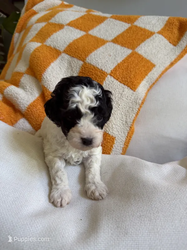 Ariat – Cavapoo puppy for sale in Adamsville, TN