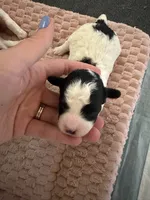 Ariat, a male Cavapoo for sale in Adamsville, TN – 3 of 3