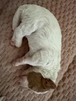 Levi Garrett, a male Cavapoo for sale in Adamsville, TN – 2 of 4