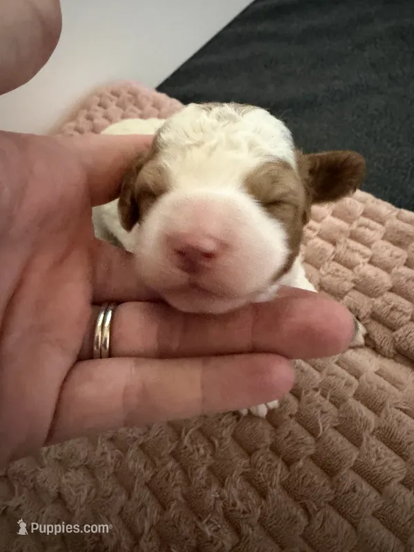 Levi Garrett – Cavapoo puppy for sale in Adamsville, TN