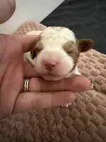 Levi Garrett, a male Cavapoo for sale in Adamsville, TN – 1 of 4