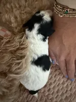 Annie, a female Cavapoo for sale in Adamsville, TN – 3 of 3