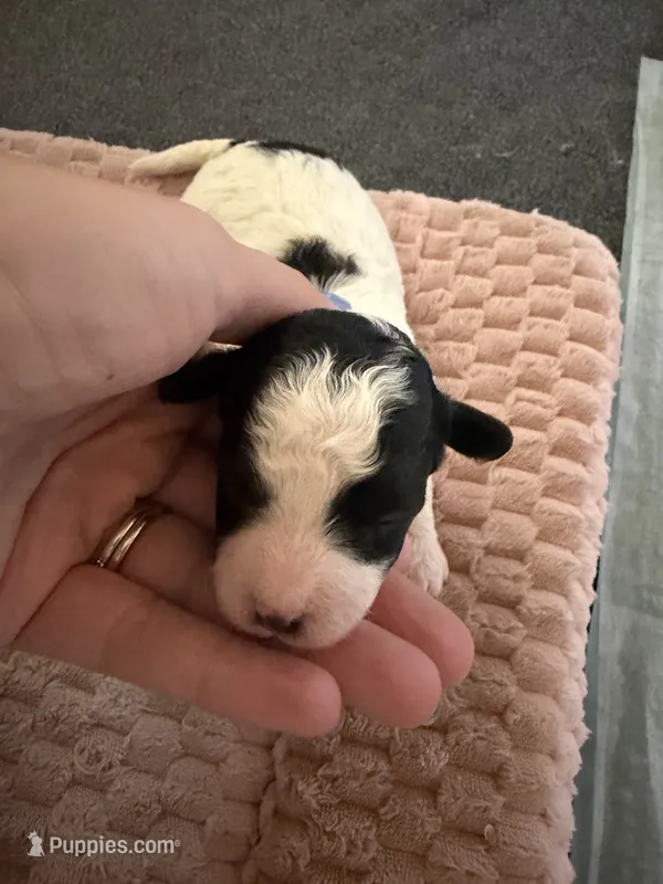 Ariat – Cavapoo puppy for sale in Adamsville, TN