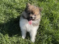 Mini, a female Pomeranian for sale in Dalton, OH – 3 of 7
