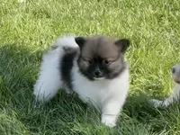 Jack, a male Pomeranian for sale in Dalton, OH – 2 of 6