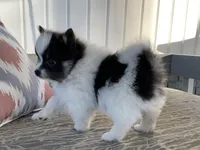 (AKC) Luna, a female Pomeranian for sale in Dalton, OH – 4 of 4