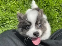 (AKC) Luna, a female Pomeranian for sale in Dalton, OH – 3 of 4