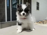 (AKC) Luna, a female Pomeranian for sale in Dalton, OH – 2 of 4
