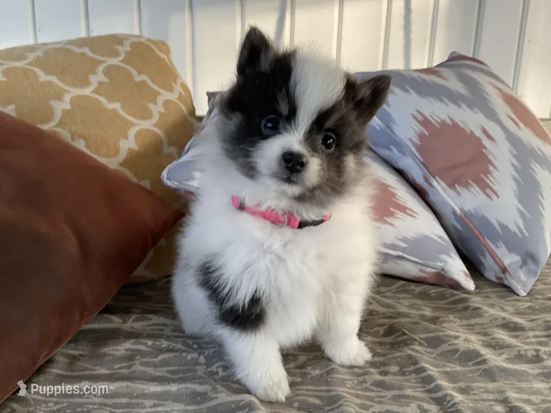 (AKC) Luna – Pomeranian puppy for sale in Dalton, OH