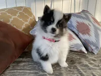 (AKC) Luna, a female Pomeranian for sale in Dalton, OH – 1 of 4