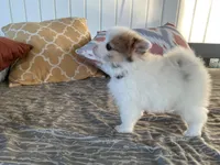(AKC) Winnie, a female Pomeranian for sale in Dalton, OH – Photo 3 of 4