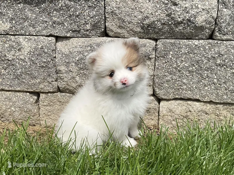 (AKC) Winnie – Pomeranian puppy for sale in Dalton, OH