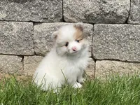 (AKC) Winnie, a female Pomeranian for sale in Dalton, OH – Photo 1 of 4