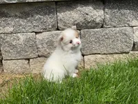 (AKC) Winnie, a female Pomeranian for sale in Dalton, OH – Photo 4 of 4