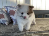 (AKC) Winnie, a female Pomeranian for sale in Dalton, OH – Photo 2 of 4