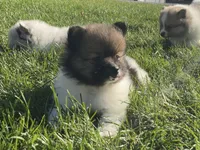 Jack, a male Pomeranian for sale in Dalton, OH – 3 of 6