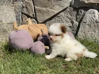Rocky, a male Pomeranian for sale in Dalton, OH – 4 of 6