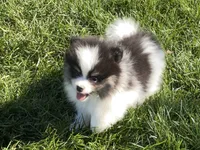 Macy, a female Pomeranian for sale in Dalton, OH – 2 of 7