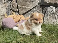 Theo, a male Pomeranian for sale in Dalton, OH – 4 of 5