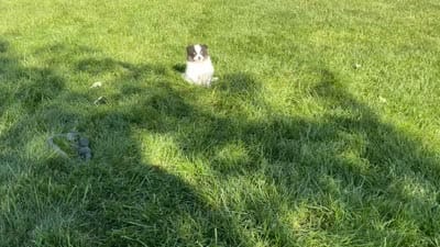 Macy, a female Pomeranian for sale in Dalton, OH – 5 of 7