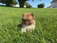 ( AKC) Buster, a male Pomeranian for sale in Dalton, OH – 3 of 4