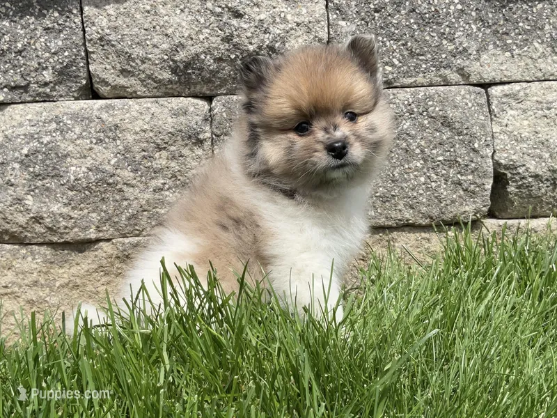 (AKC) Scout  – Pomeranian puppy for sale in Dalton, OH