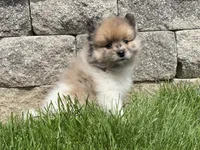(AKC) Scout , a male Pomeranian for sale in Dalton, OH – Photo 1 of 4