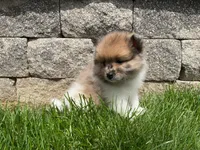 (AKC) Scout , a male Pomeranian for sale in Dalton, OH – Photo 3 of 4