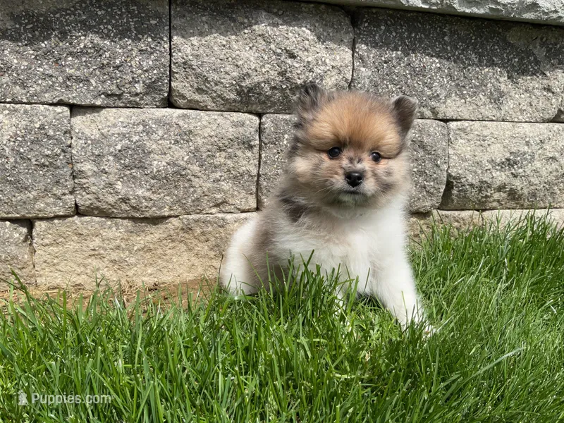 (AKC) Scout  – Pomeranian puppy for sale in Dalton, OH