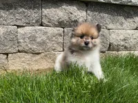(AKC) Scout , a male Pomeranian for sale in Dalton, OH – Photo 2 of 4