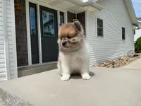 (AKC) Scout , a male Pomeranian for sale in Dalton, OH – Photo 4 of 4
